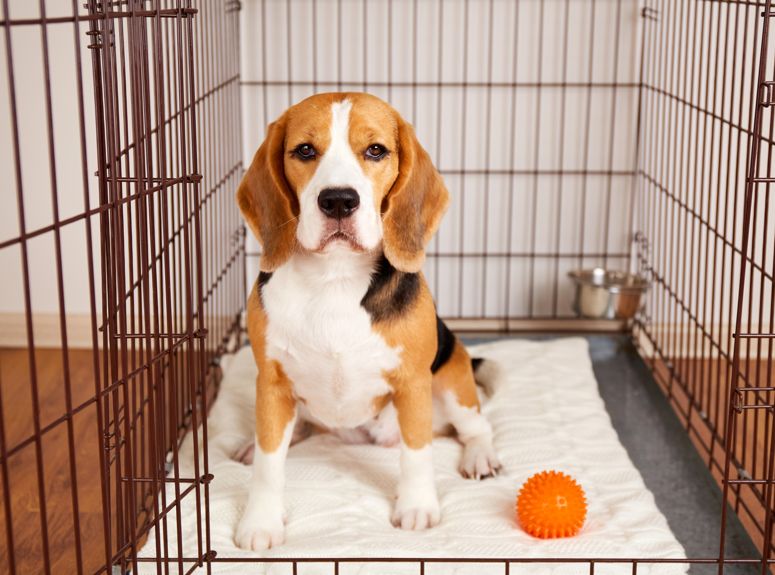 Η σημαντικότητα του ελεγχόμενου περιορισμού στη ζωή ενός σκύλου και η χρήση του crate