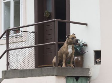 Πως το μπαλκόνι και η αυλή μπορούν να συμβάλουν στη δημιουργία σοβαρών και ανεπιθύμητων προβληματικών συμπεριφορών στο σκύλο μας